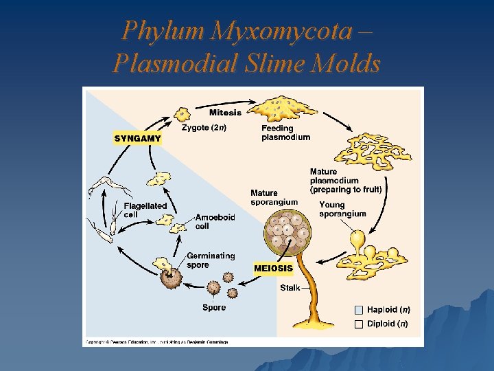 Phylum Myxomycota – Plasmodial Slime Molds 