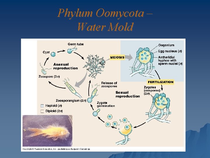 Phylum Oomycota – Water Mold 