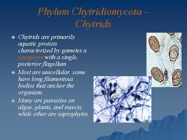 Phylum Chytridiomycota – Chytrids u u u Chytrids are primarily aquatic protists characterized by