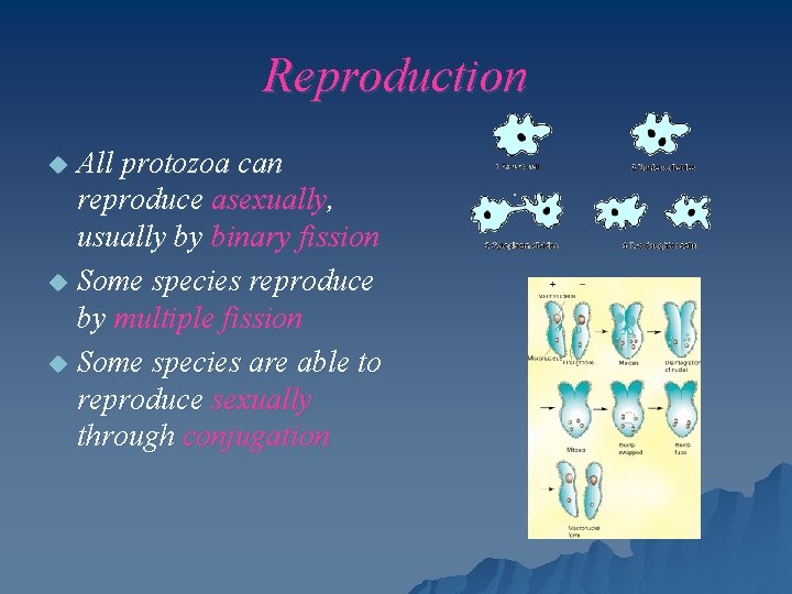 Reproduction All protozoa can reproduce asexually, usually by binary fission u Some species reproduce