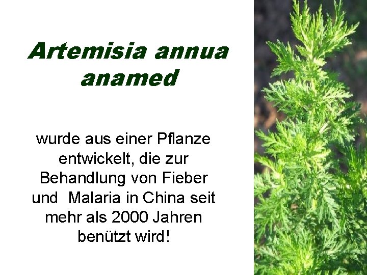 Artemisia annua anamed wurde aus einer Pflanze entwickelt, die zur Behandlung von Fieber und