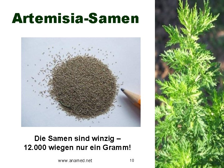 Artemisia-Samen Die Samen sind winzig – 12. 000 wiegen nur ein Gramm! www. anamed.