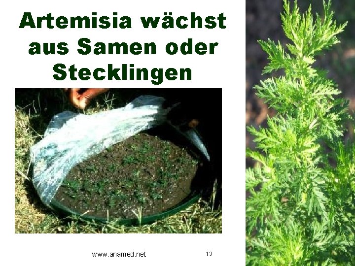 Artemisia wächst aus Samen oder Stecklingen www. anamed. net 12 