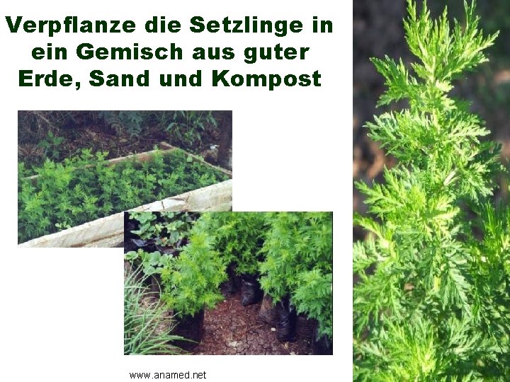 Verpflanze die Setzlinge in ein Gemisch aus guter Erde, Sand und Kompost www. anamed.