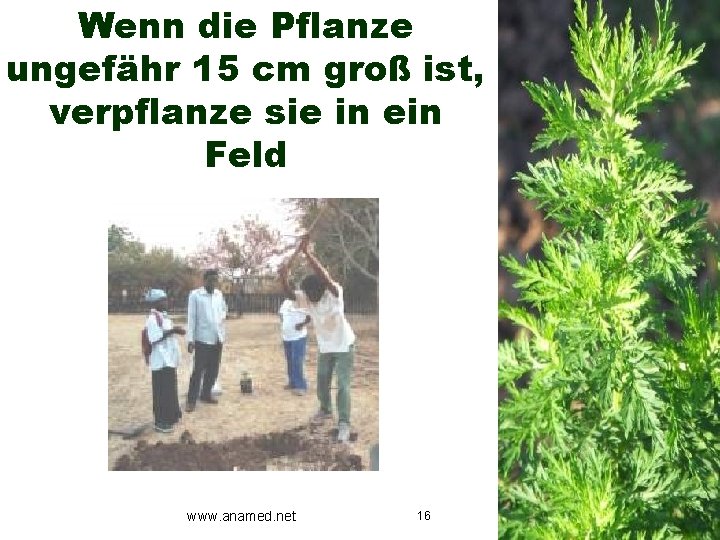 Wenn die Pflanze ungefähr 15 cm groß ist, verpflanze sie in ein Feld www.