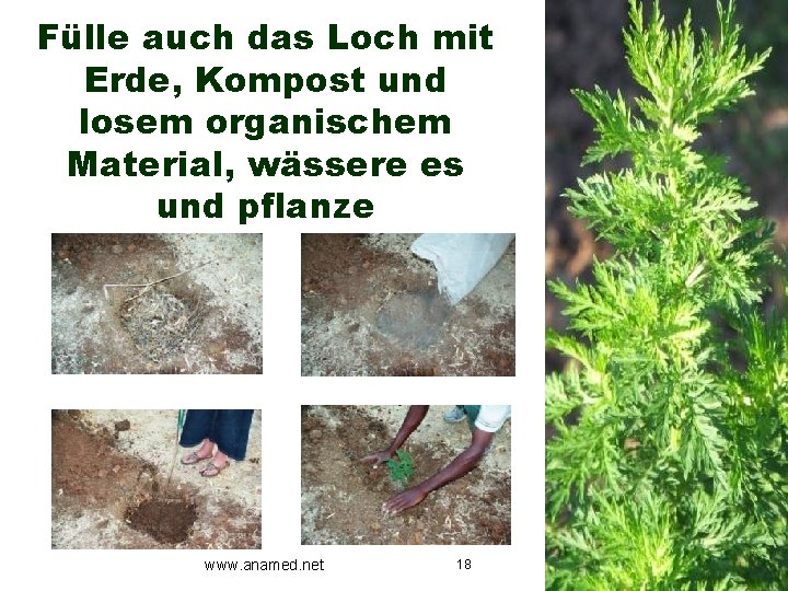 Fülle auch das Loch mit Erde, Kompost und losem organischem Material, wässere es und