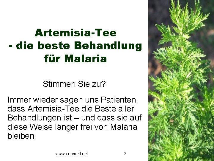 Artemisia-Tee - die beste Behandlung für Malaria Stimmen Sie zu? Immer wieder sagen uns