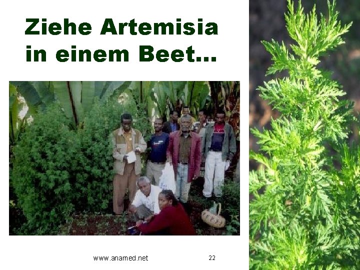 Ziehe Artemisia in einem Beet… www. anamed. net 22 