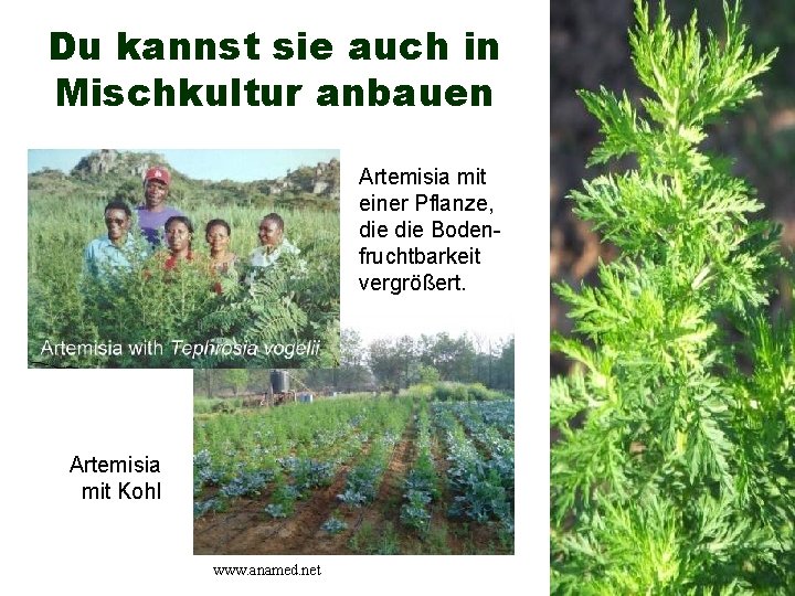 Du kannst sie auch in Mischkultur anbauen Artemisia mit einer Pflanze, die Bodenfruchtbarkeit vergrößert.