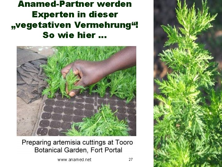Anamed-Partner werden Experten in dieser „vegetativen Vermehrung“! So wie hier … www. anamed. net