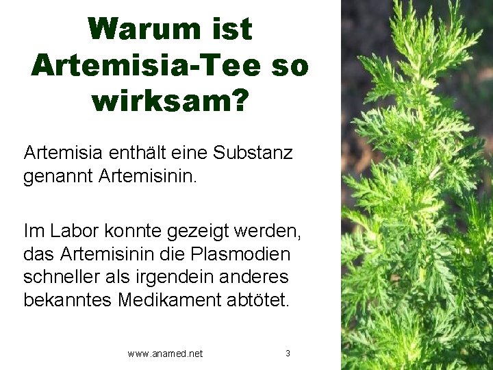 Warum ist Artemisia-Tee so wirksam? Artemisia enthält eine Substanz genannt Artemisinin. Im Labor konnte