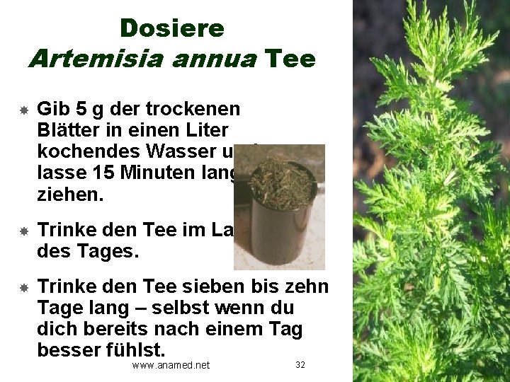 Dosiere Artemisia annua Tee Gib 5 g der trockenen Blätter in einen Liter kochendes