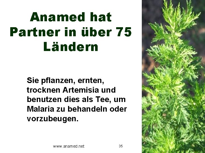Anamed hat Partner in über 75 Ländern Sie pflanzen, ernten, trocknen Artemisia und benutzen