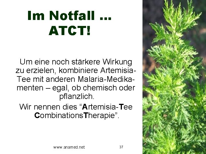 Im Notfall … ATCT! Um eine noch stärkere Wirkung zu erzielen, kombiniere Artemisia. Tee