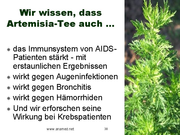 Wir wissen, dass Artemisia-Tee auch … das Immunsystem von AIDSPatienten stärkt - mit erstaunlichen