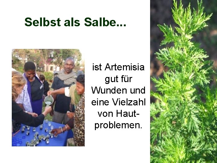 Selbst als Salbe. . . ist Artemisia gut für Wunden und eine Vielzahl von