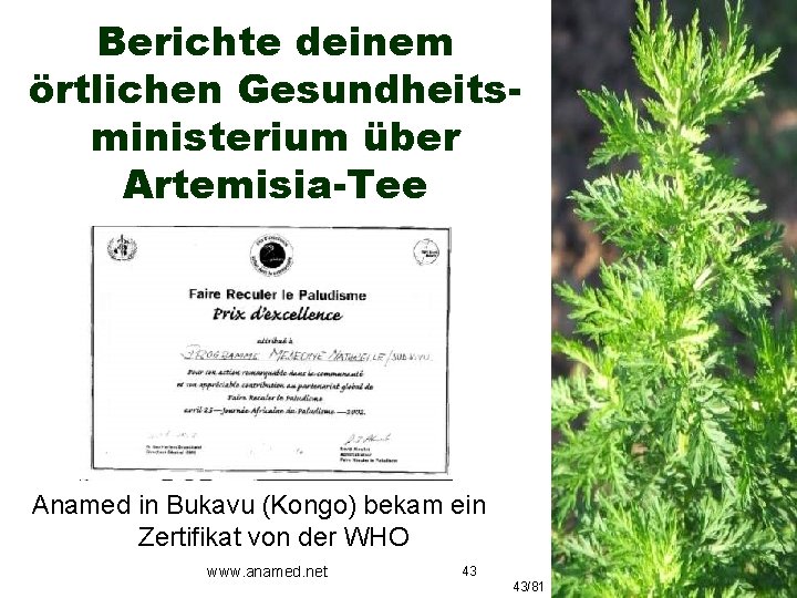 Berichte deinem örtlichen Gesundheitsministerium über Artemisia-Tee Anamed in Bukavu (Kongo) bekam ein Zertifikat von