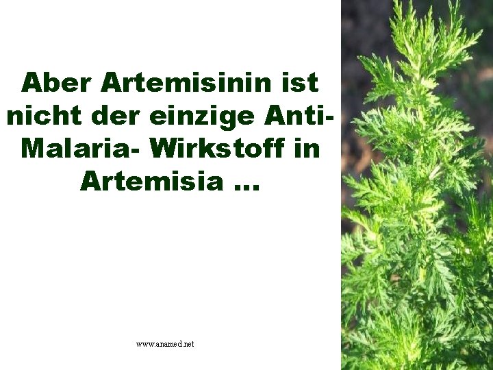 Aber Artemisinin ist nicht der einzige Anti. Malaria- Wirkstoff in Artemisia … www. anamed.