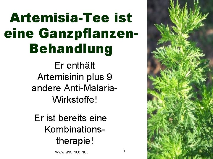 Artemisia-Tee ist eine Ganzpflanzen. Behandlung Er enthält Artemisinin plus 9 andere Anti-Malaria. Wirkstoffe! Er