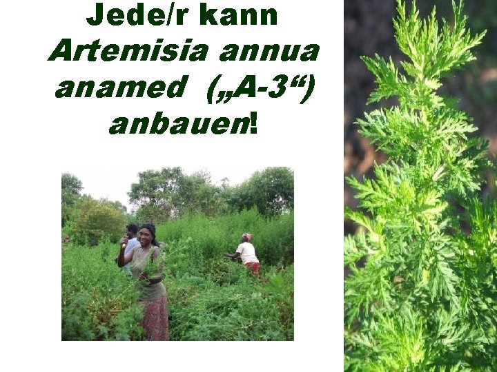 Jede/r kann Artemisia annua anamed („A-3“) anbauen! 