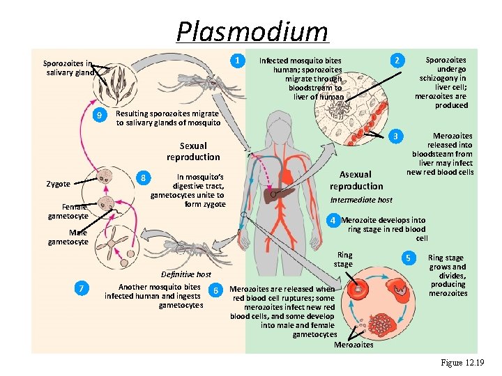 Plasmodium 1 Sporozoites in salivary gland 9 Infected mosquito bites human; sporozoites migrate through