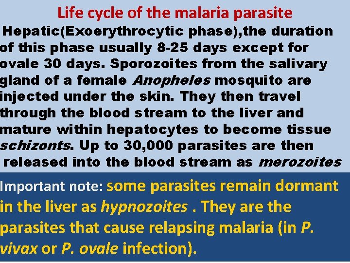 Life cycle of the malaria parasite Hepatic(Exoerythrocytic phase), the duration of this phase usually