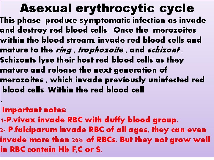 Asexual erythrocytic cycle This phase produce symptomatic infection as invade and destroy red blood