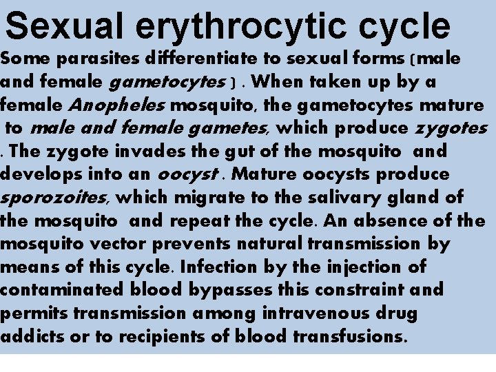 Sexual erythrocytic cycle Some parasites differentiate to sexual forms (male and female gametocytes ).