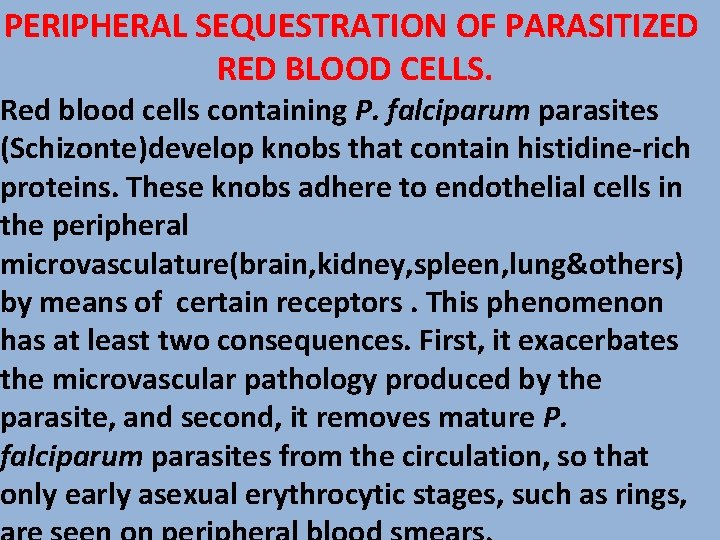 PERIPHERAL SEQUESTRATION OF PARASITIZED RED BLOOD CELLS. Red blood cells containing P. falciparum parasites