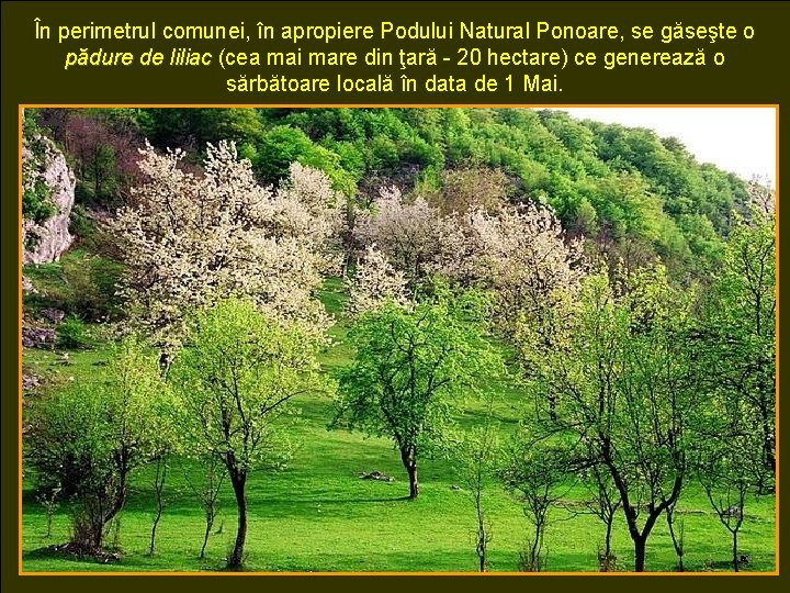 În perimetrul comunei, în apropiere Podului Natural Ponoare, se găseşte o pădure de liliac
