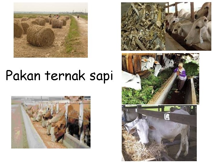 Pakan ternak sapi 