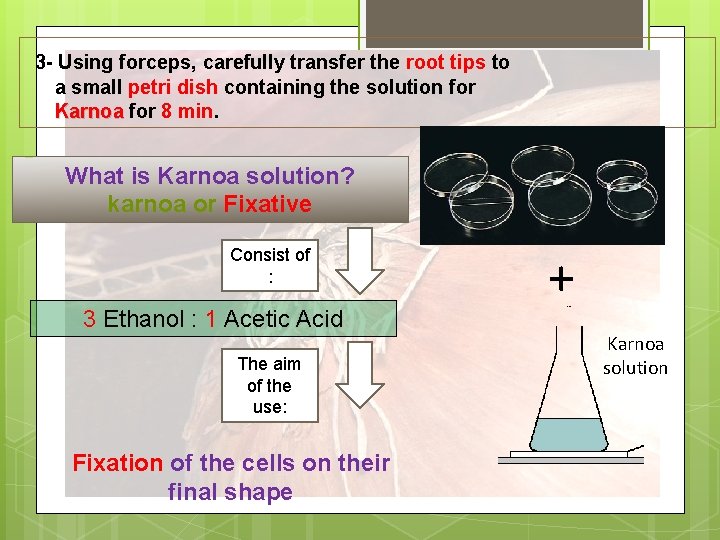 3 - Using forceps, carefully transfer the root tips to a small petri dish