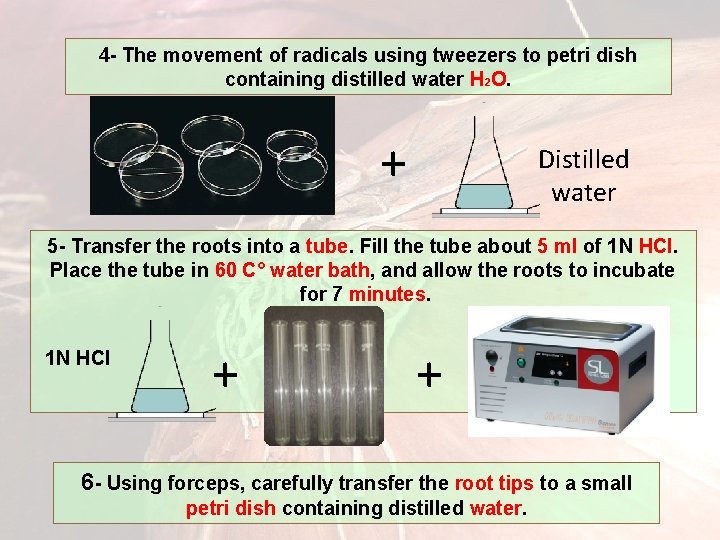 4 - The movement of radicals using tweezers to petri dish containing distilled water