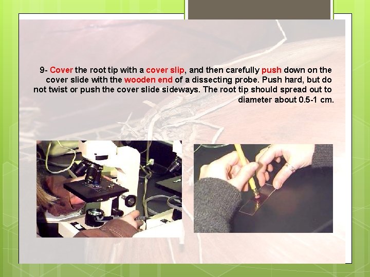 9 - Cover the root tip with a cover slip, and then carefully push