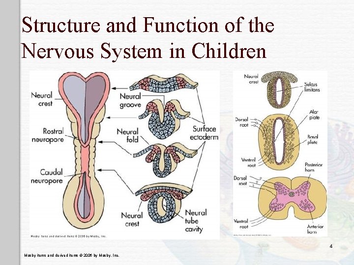 Structure and Function of the Nervous System in Children 4 Mosby items and derived