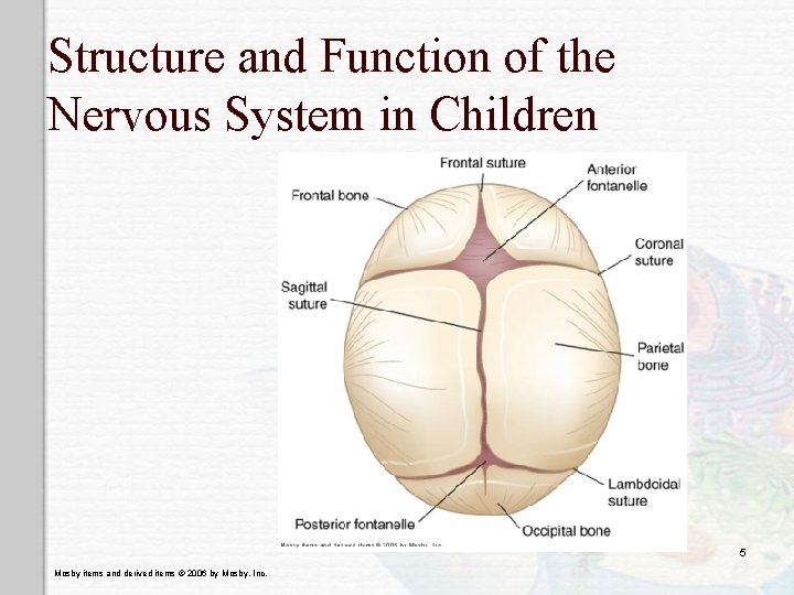 Structure and Function of the Nervous System in Children 5 Mosby items and derived
