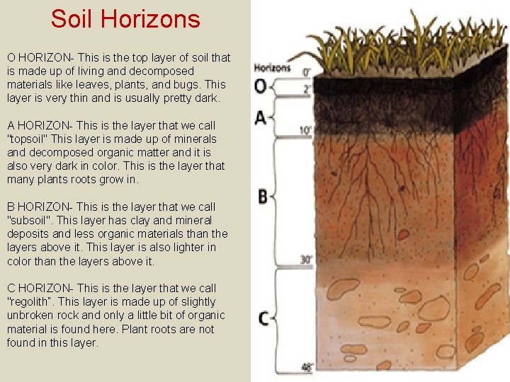 Soil Horizons O HORIZON- This is the top layer of soil that is made