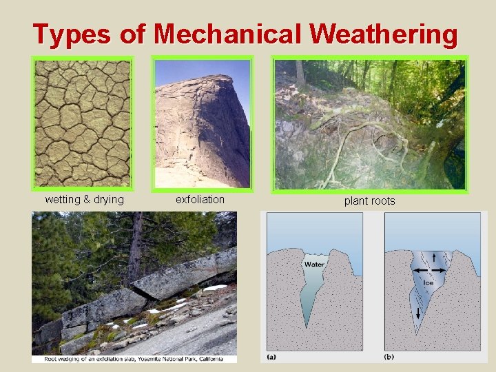 Types of Mechanical Weathering wetting & drying exfoliation plant roots 