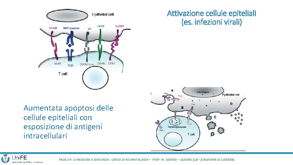 Attivazione cellule epiteliali (es. infezioni virali) Aumentata apoptosi delle cellule epiteliali con esposizione di