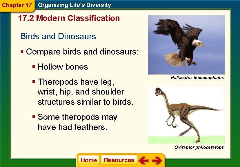 Chapter 17 Organizing Life’s Diversity 17. 2 Modern Classification Birds and Dinosaurs § Compare