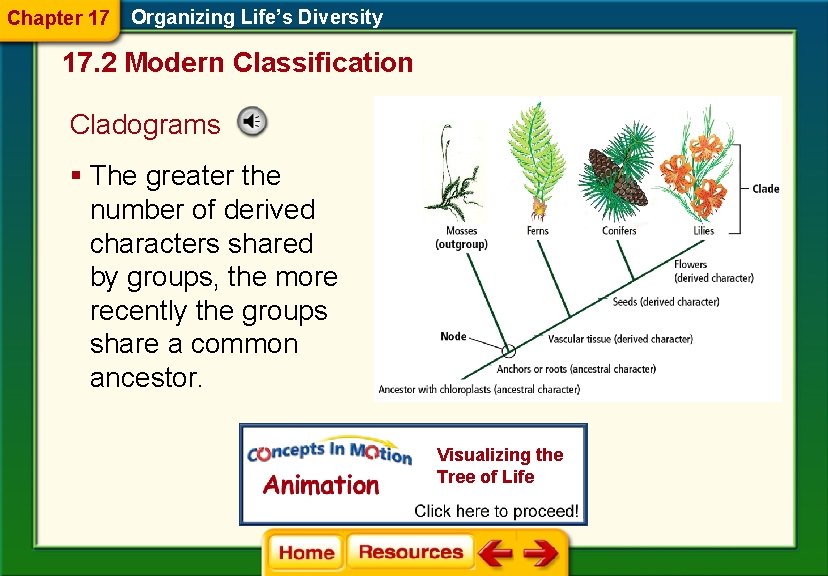 Chapter 17 Organizing Life’s Diversity 17. 2 Modern Classification Cladograms § The greater the