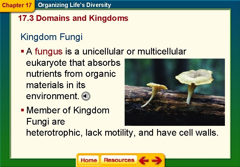 Chapter 17 Organizing Life’s Diversity 17. 3 Domains and Kingdoms Kingdom Fungi § A