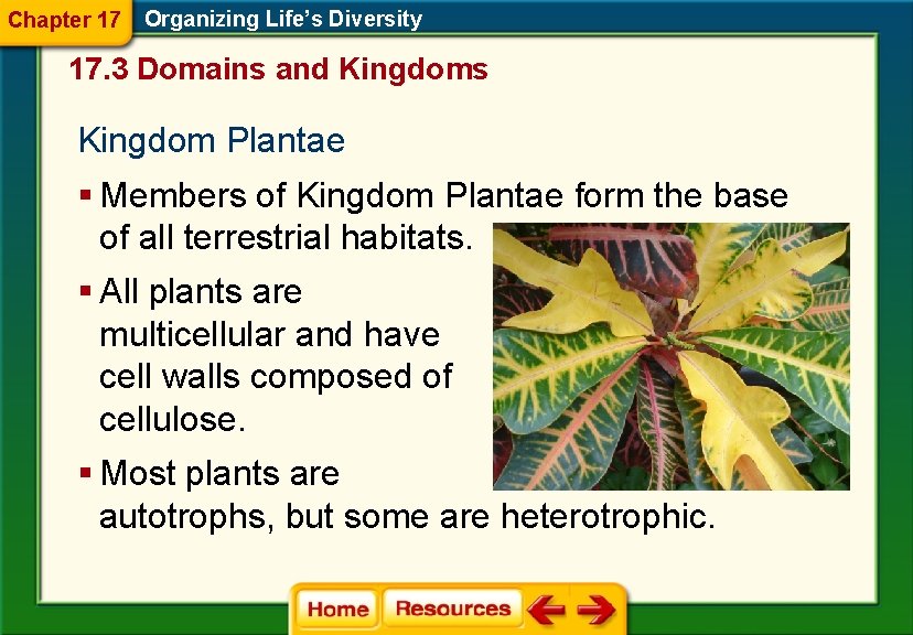 Chapter 17 Organizing Life’s Diversity 17. 3 Domains and Kingdoms Kingdom Plantae § Members