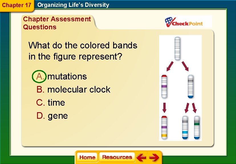 Chapter 17 Organizing Life’s Diversity Chapter Assessment Questions What do the colored bands in