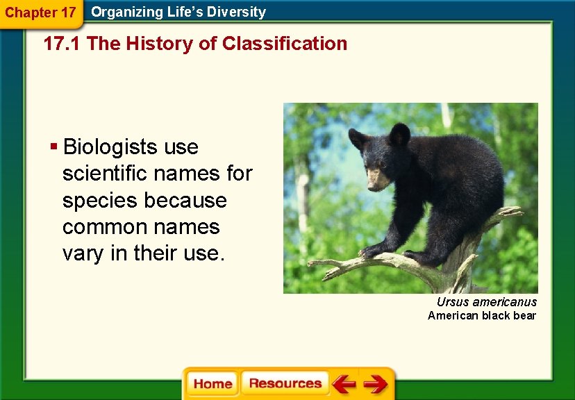 Chapter 17 Organizing Life’s Diversity 17. 1 The History of Classification § Biologists use