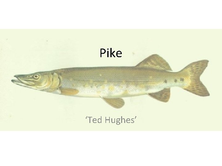Pike ‘Ted Hughes’ 