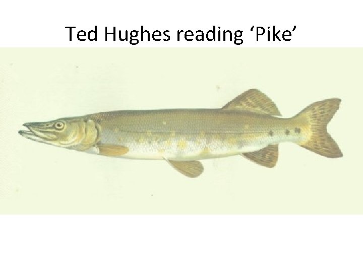 Ted Hughes reading ‘Pike’ 