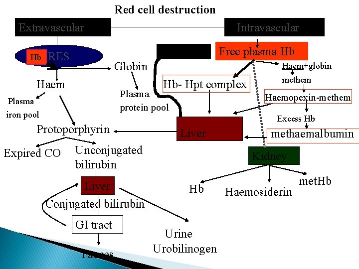 Red cell destruction Extravascular Hb Intravascular Hpt and Hpx RES Globin Haem+globin Hb- Hpt