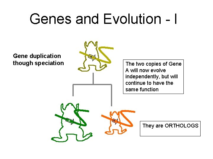 Genes and Evolution - I Gene duplication though speciation A The two copies of