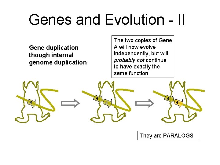 Genes and Evolution - II The two copies of Gene A will now evolve